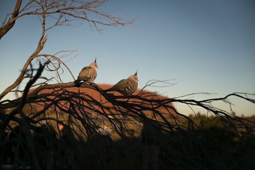 Uluru Overnight Escape