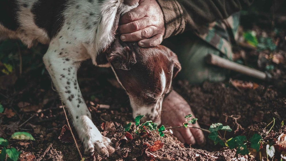 Volterra: Truffle Hunt and Tuscan Light Lunch