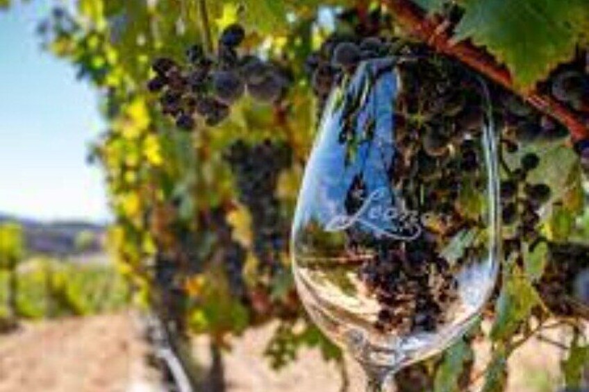 Small Group Wine Tour to Temecula from Los Angeles