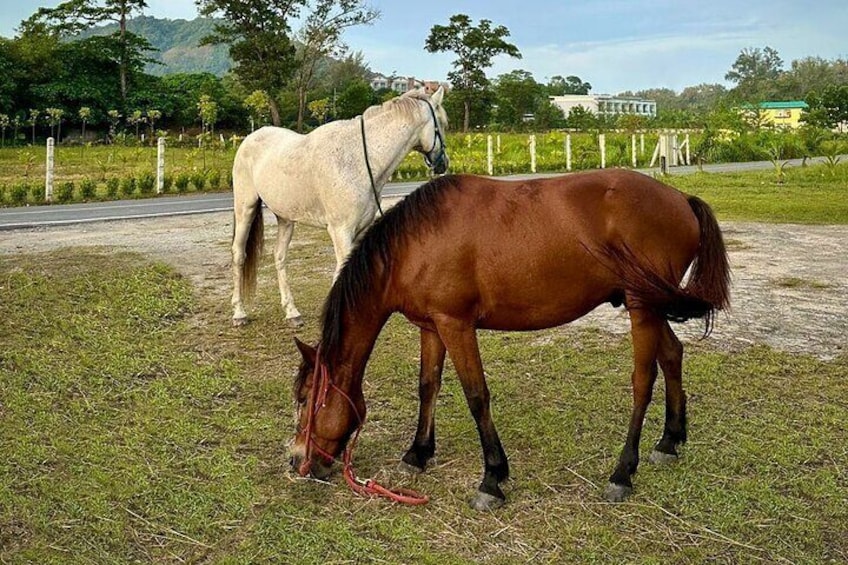 Phuket Eco Friendly Beach Horse Riding Experience