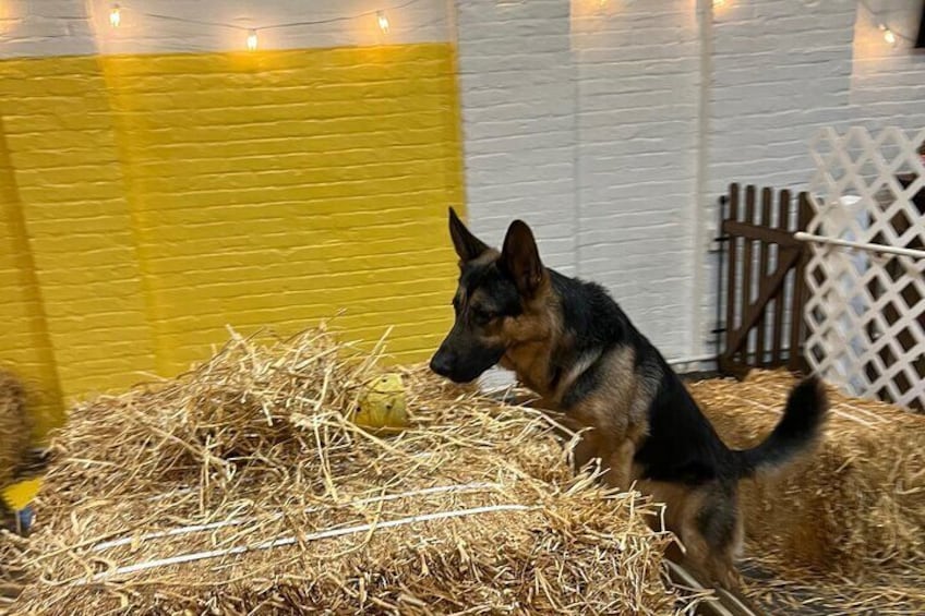 Hide & Seek Skills for Dogs at the Hay filled New York City Barn