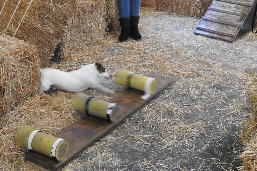 Hide & Seek Skills for Dogs at the Hay filled New York City Barn