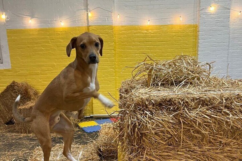 Hide & Seek Skills for Dogs at the Hay filled New York City Barn