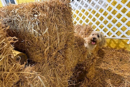 Hide & Seek Skills for Dogs at the Hay filled New York City Barn