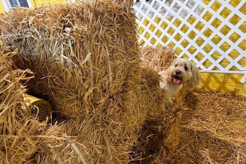 Hide & Seek Skills for Dogs at the Hay filled New York City Barn