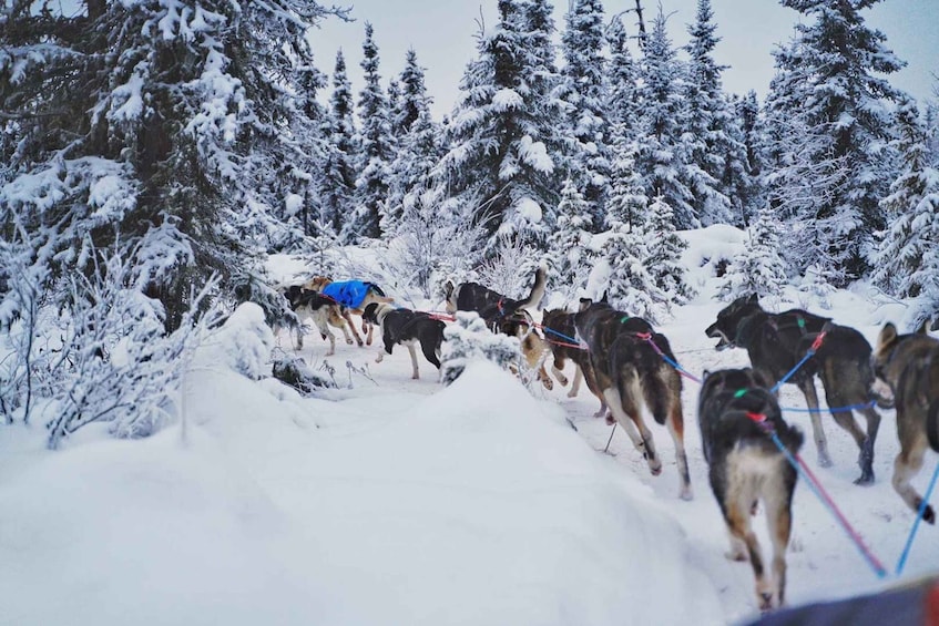 Picture 1 for Activity Fairbanks: Dog Sledding Tour with Transportation