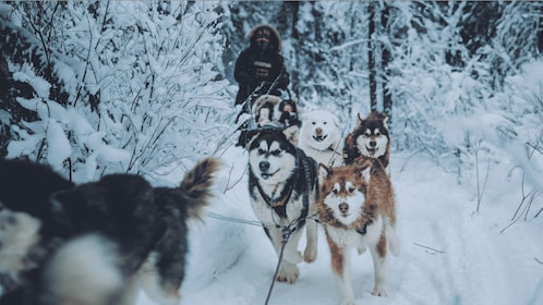 Fairbanks: Dog Sledding Tour with Transport