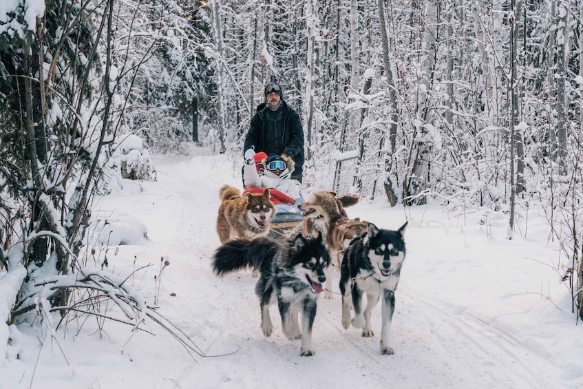 Picture 4 for Activity Fairbanks: Dog Sledding Tour with Transportation