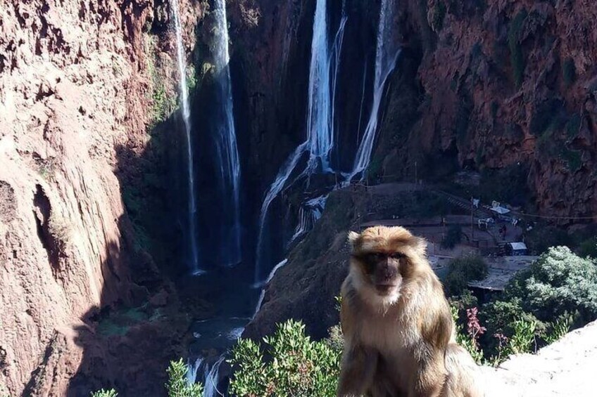 Day Trip To Ouzoud Waterfalls