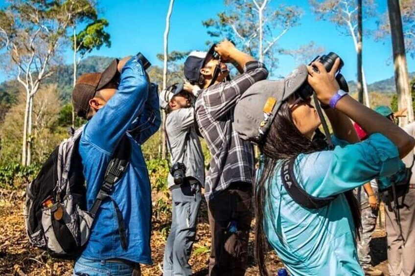 Half Day Tour to The Quetzal Birdwatching Quest from Coban