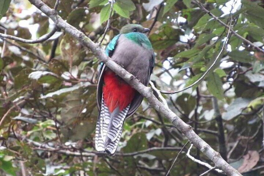 Half Day Tour to The Quetzal Birdwatching Quest from Coban