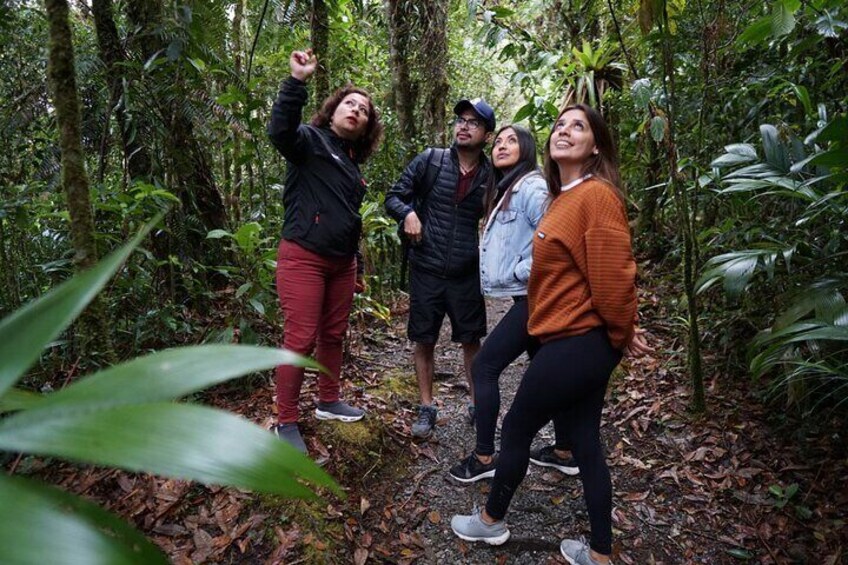 Half Day Tour to The Quetzal Birdwatching Quest from Coban