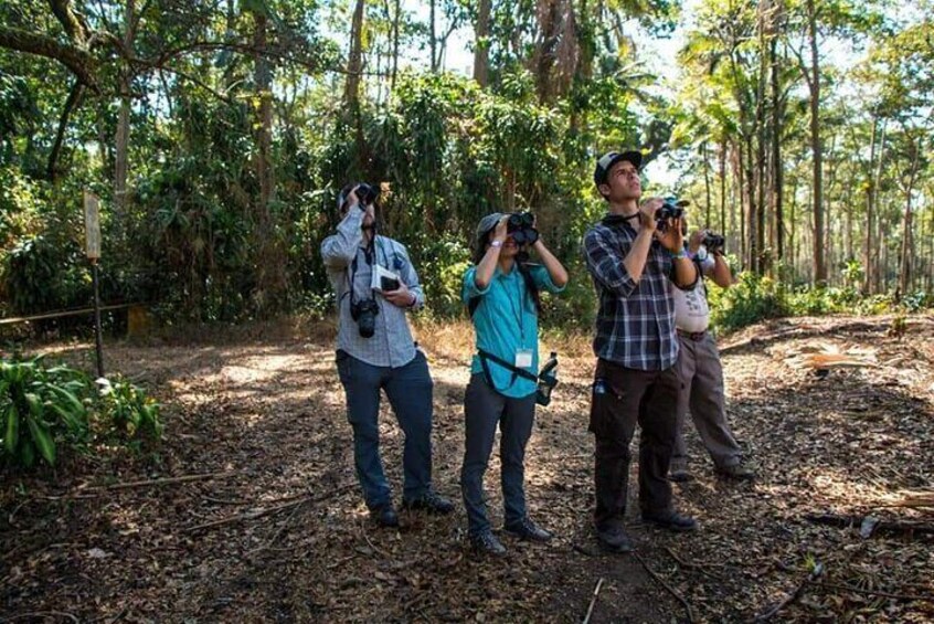 Half Day Tour to The Quetzal Birdwatching Quest from Coban