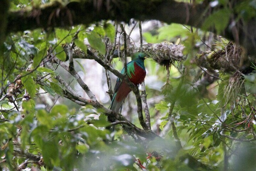 Half Day Tour to The Quetzal Birdwatching Quest from Coban