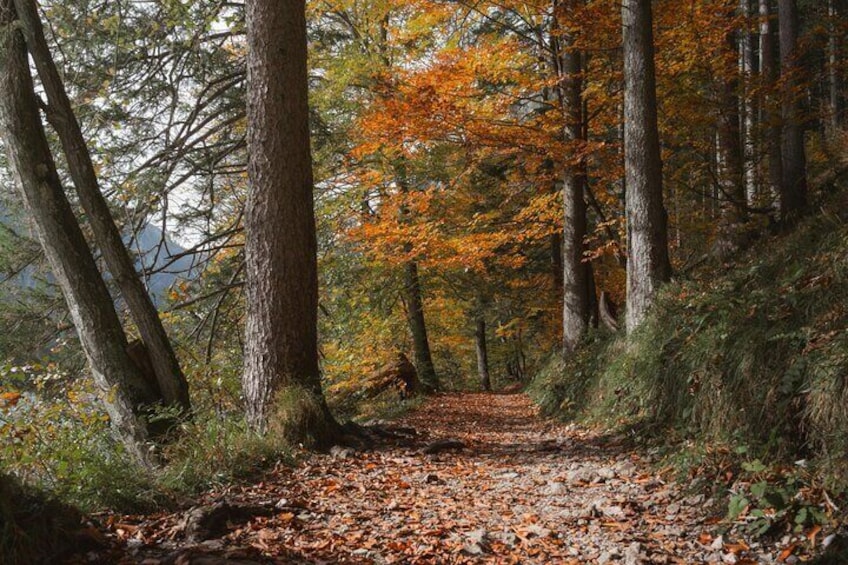 Private Truffelhunting activity in Cagli, Le Marche 