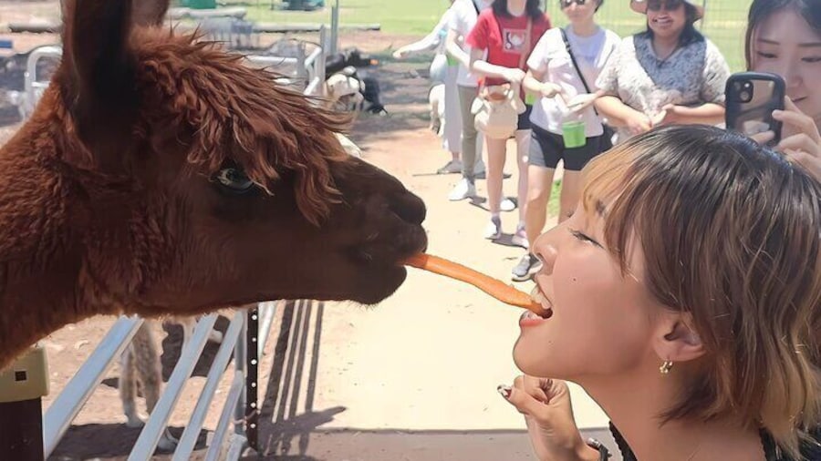 Alpaca Feeding at EWE Nique Hobby Farm Haigslea