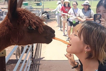 Alpaca Feeding with Wildlife and Nature Park Visit Private Tour