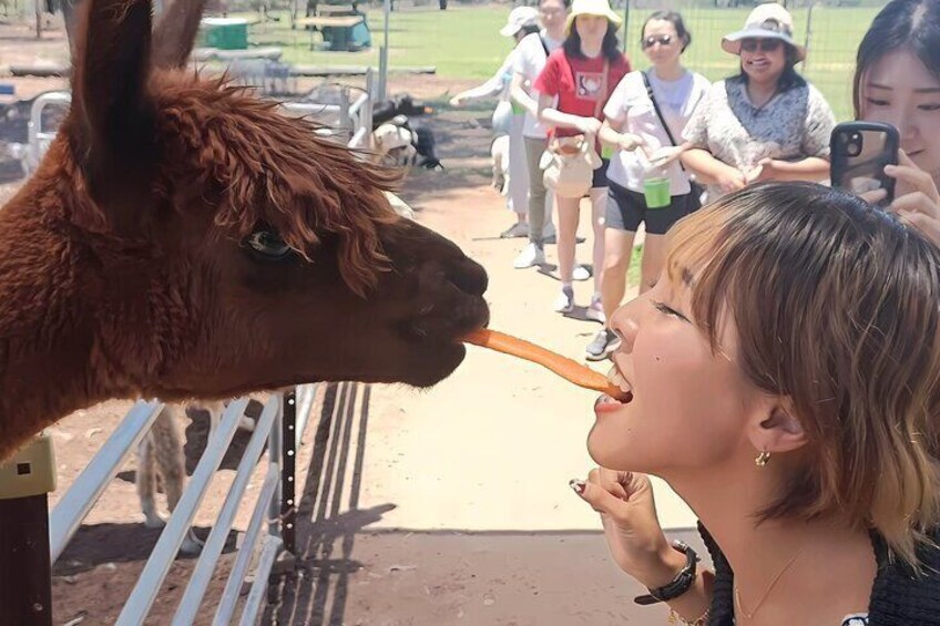 Alpaca Feeding at EWE Nique Hobby Farm Haigslea