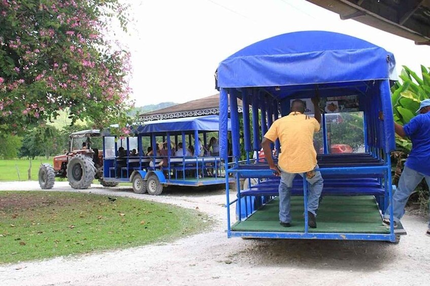 Picture 7 for Activity Negril: Black River Safari and YS Falls Tour with Lunch