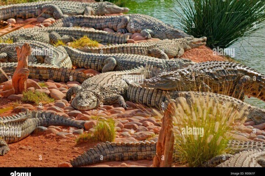 Agadir or Taghazout: Quad bike safari and Crocopark