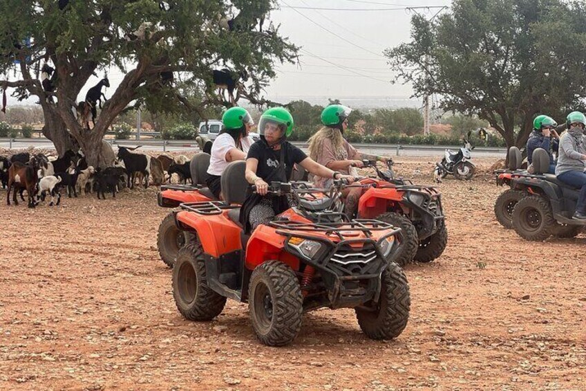 Agadir or Taghazout: Quad bike safari and Crocopark