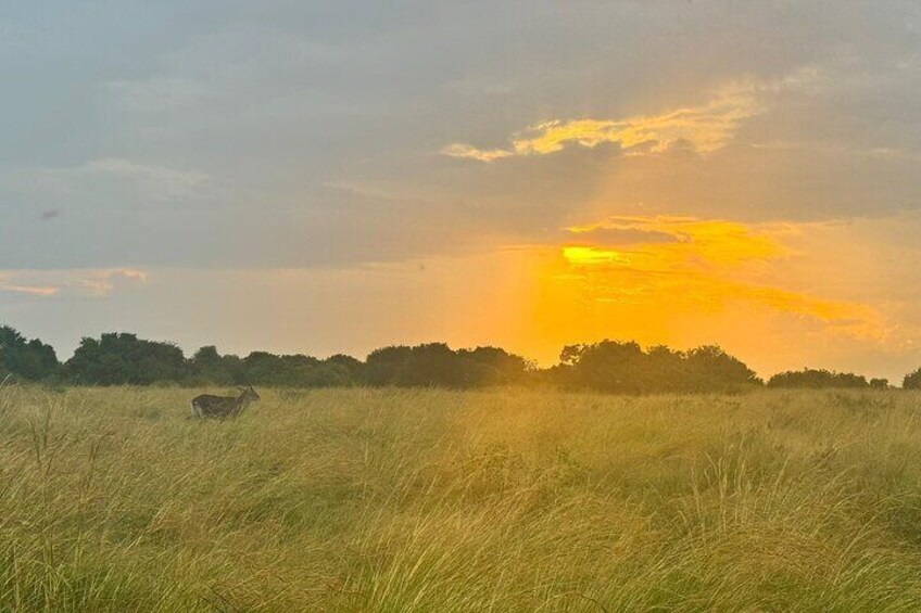 Bush back in Kabwoya wildlife game reserve