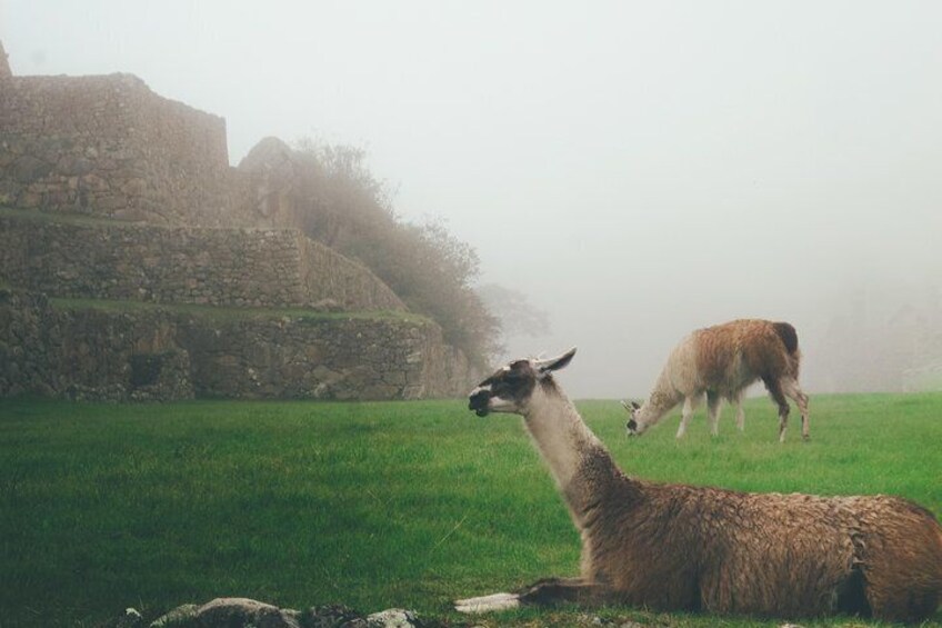 Short Inca Trail to Machu Picchu 2D/1N