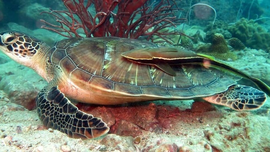 Koh Chang: Half-Day Snorkeling Adventure on a Speedboat