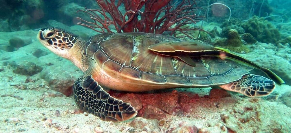Koh Chang: Half-Day Snorkeling Adventure on a Speedboat