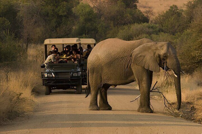 Full Day Pilanesberg Safari from Sun City