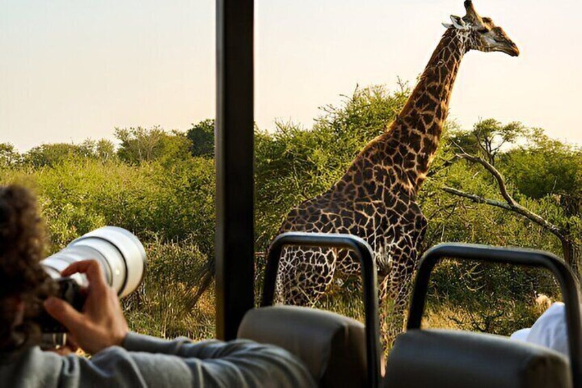 Full Day Pilanesberg Safari from Sun City