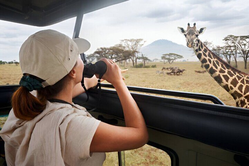 Full Day Pilanesberg Safari from Sun City