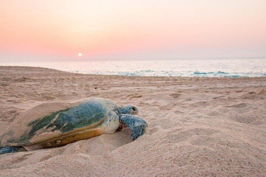 Turtle Watching (Ras Al Hadd)