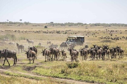 馬薩伊馬拉(Maasai Mara)、納古魯湖(Nakuru Lake)和奈瓦沙湖(Naivasha Lake)
