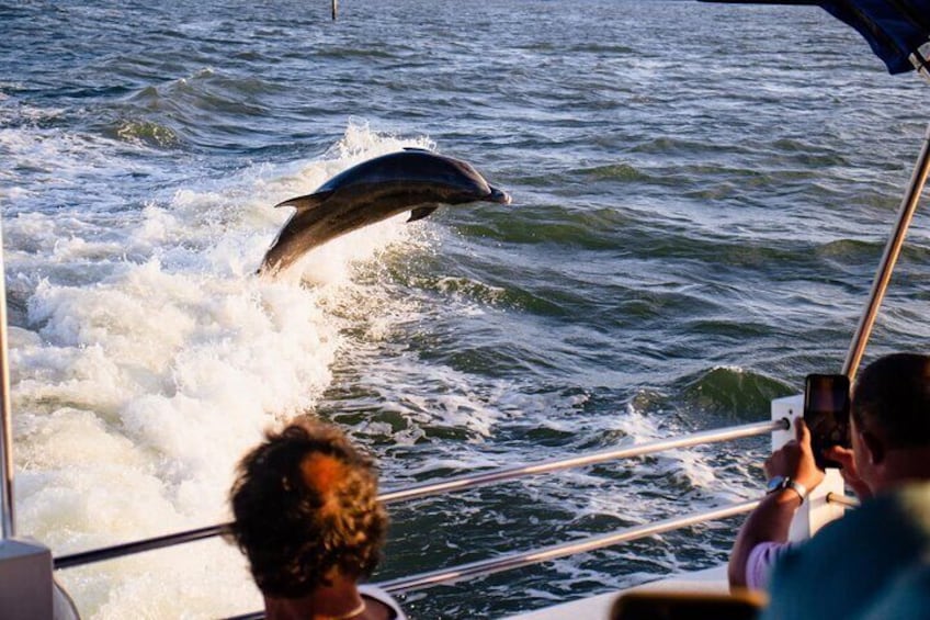 Dolphin Wildlife Cruise Fort Myers Beach