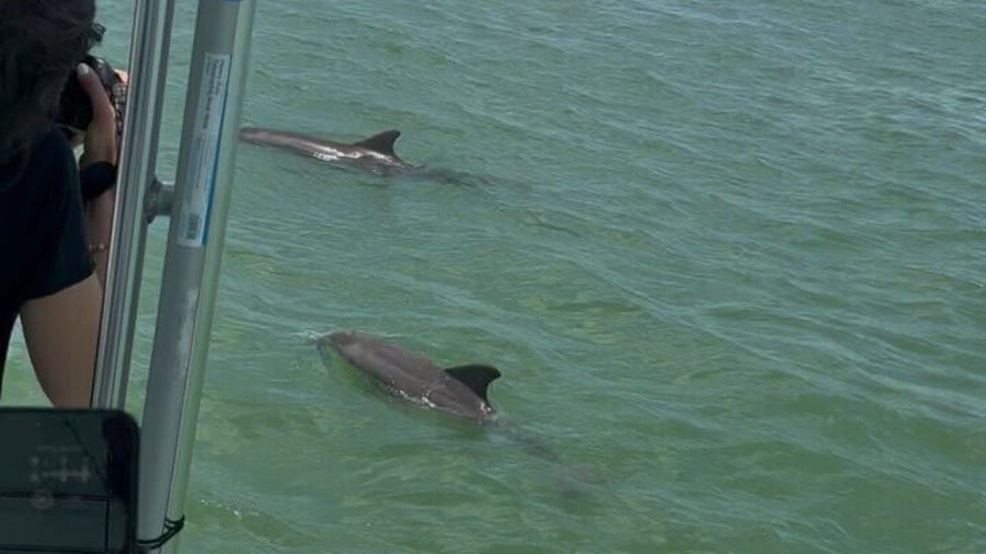 Dolphin Wildlife Cruise Fort Myers Beach