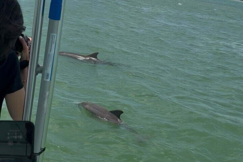 Dolphin Wildlife Cruise Fort Myers Beach