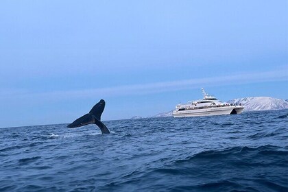 Whale Safari in Tromso