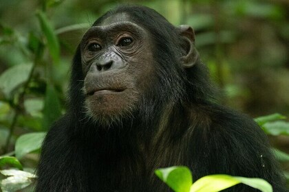 3 Days 2 Nights Kibale Chimpanzee Trekking