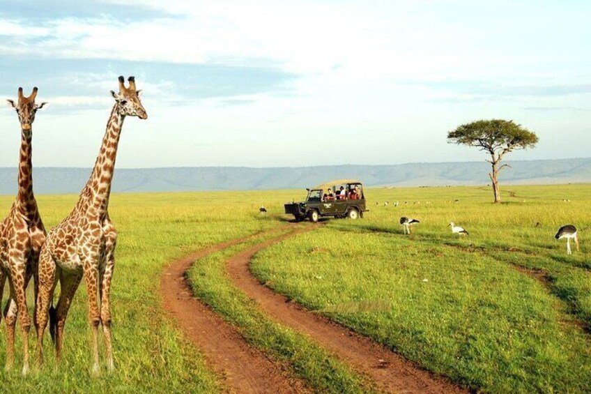 2 Day Hluhluwe Imfolozi and Isimangaliso Safari from Richards Bay