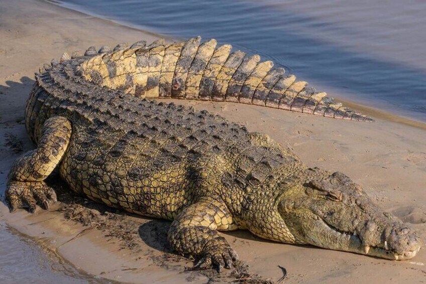 2 Day Hluhluwe Imfolozi and Isimangaliso Safari from Richards Bay