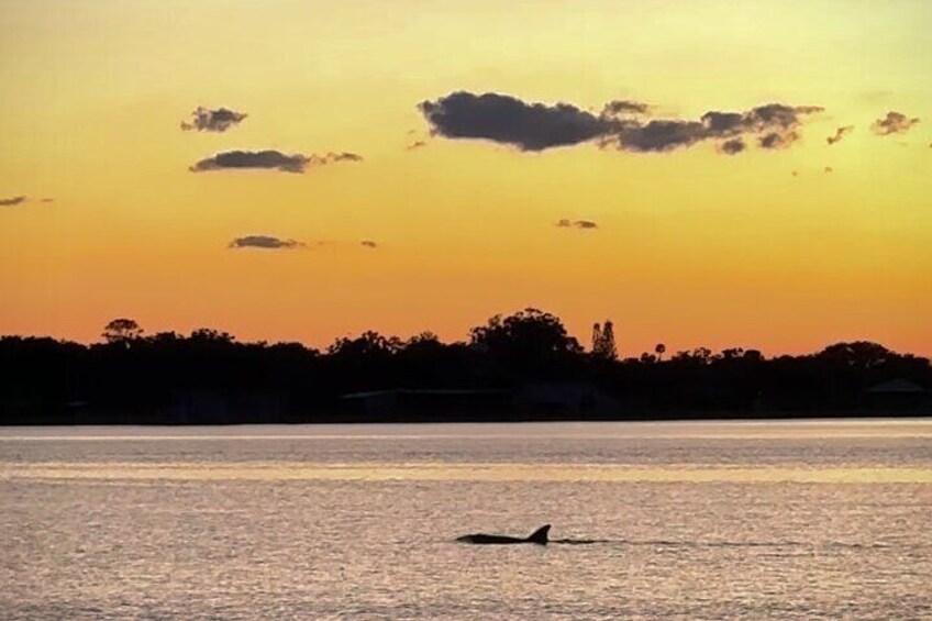 A dolphin coming to join us for a sunset!