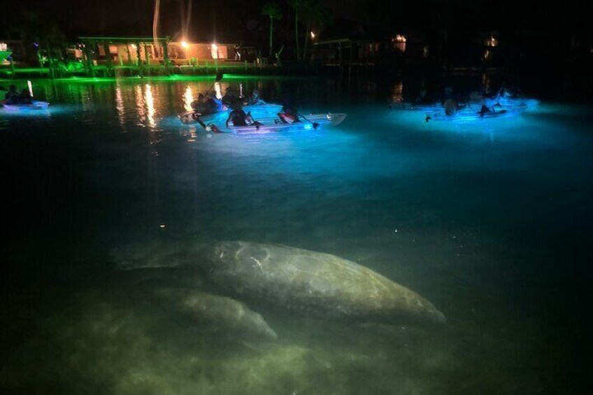 There is no better sight than seeing manatees on our glow tours