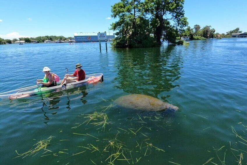 Curious manatee coming to say hello 