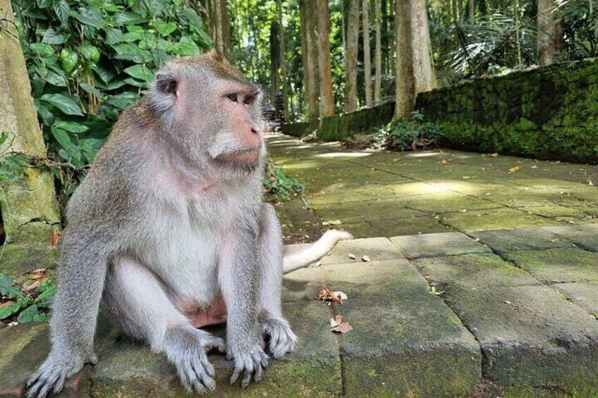 Sangeh Monkey Forest