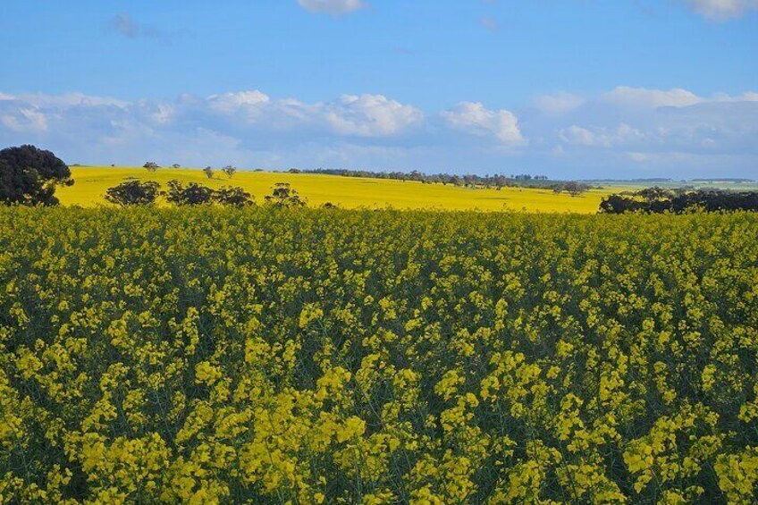 Canola Field on the way to Wave Rock