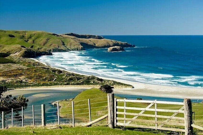 Private Dunedin&Peninsula Scenery and Wildlife Day Tour (up to 8)