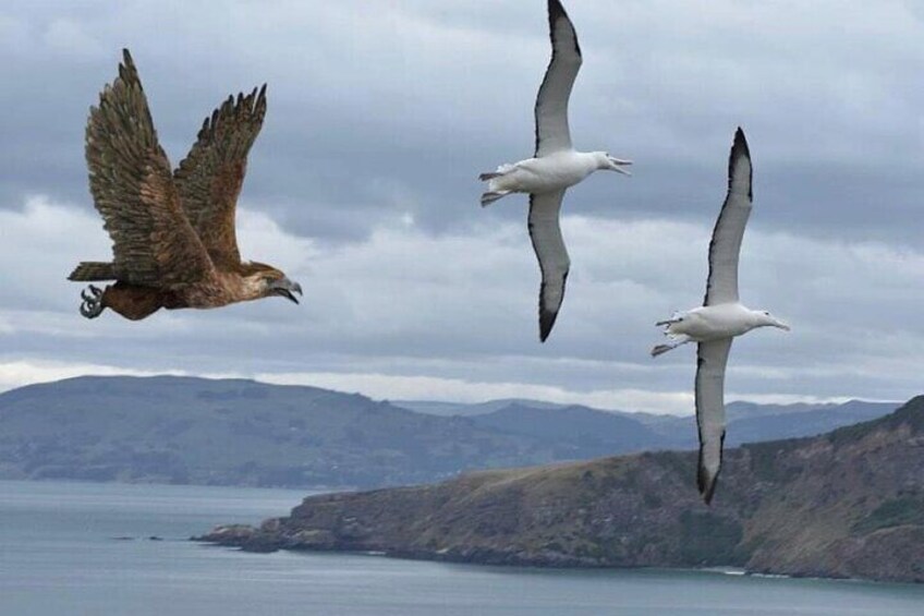 Royal Albatross Centre 