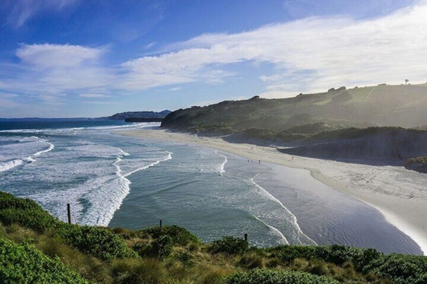 Private Dunedin&Peninsula Scenery and Wildlife Day Tour (5 to 8)