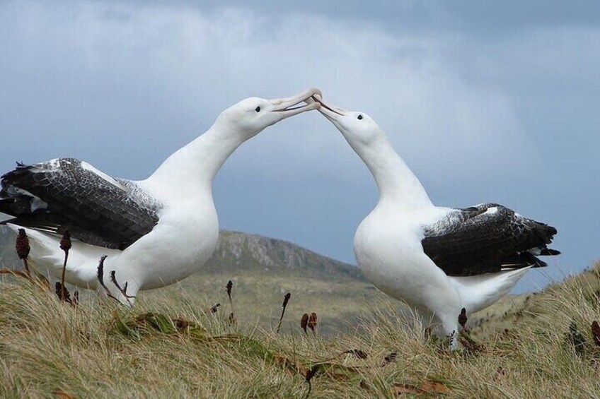 Royal Albatross Centre 